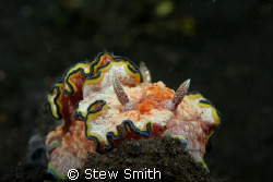 60mm macro 350D
one of the lovely nudi's that can be fou... by Stew Smith 